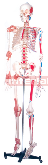 FLEXIBLE LIGAMENTARY MUSCULAR SKELETON, PLASTIC